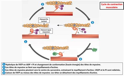 Diagramme expliquant le mécanisme d'action des SRO