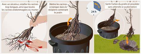 Image illustrant le pralinage des racines et les étapes