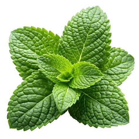 Feuilles de menthe fraîche