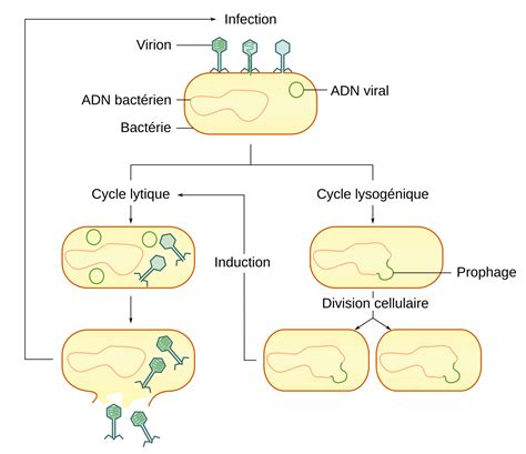 Schéma du cycle de vie des levures et bactéries dans un levain