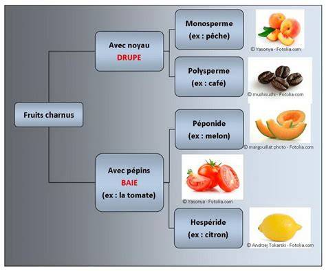 Carte conceptuelle : catégories de fruits rouges (baies, drupes, fruits charnus)