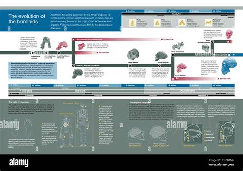 Infographie: Origines et évolution du praliné