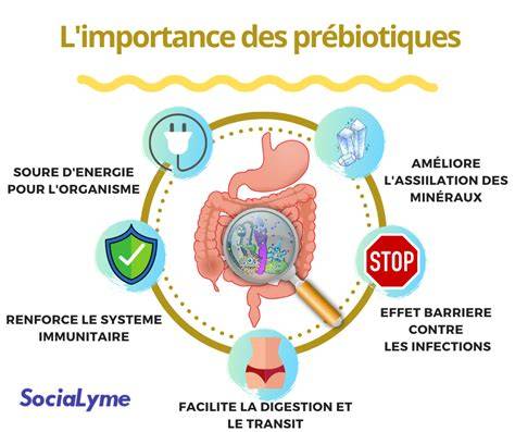 Schéma des interactions prébiotiques et probiotiques dans Fermental Max
