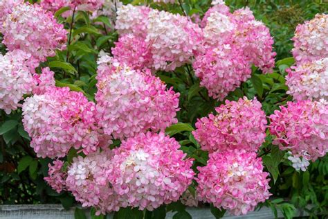 Hortensia Vanille Fraise en pleine floraison