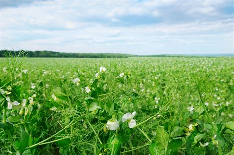 Champ de petits pois au printemps