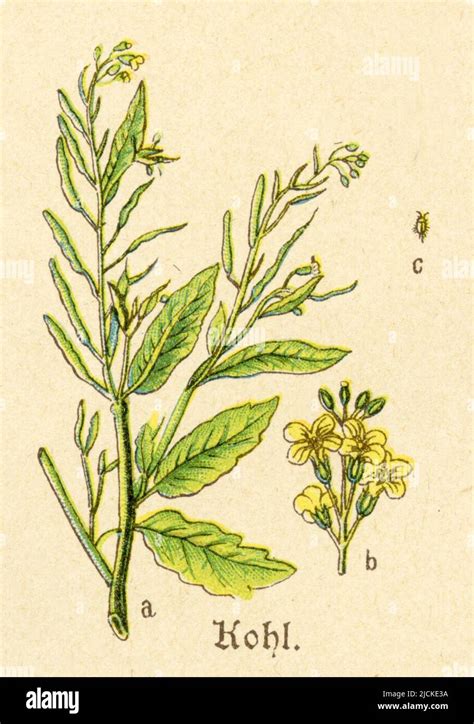 Représentation de la plante sauvage Brassica oleracea sur une côte rocheuse