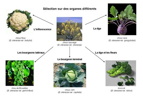 Schéma illustrant la sélection des différentes parties du Brassica oleracea pour créer diverses variétés de choux