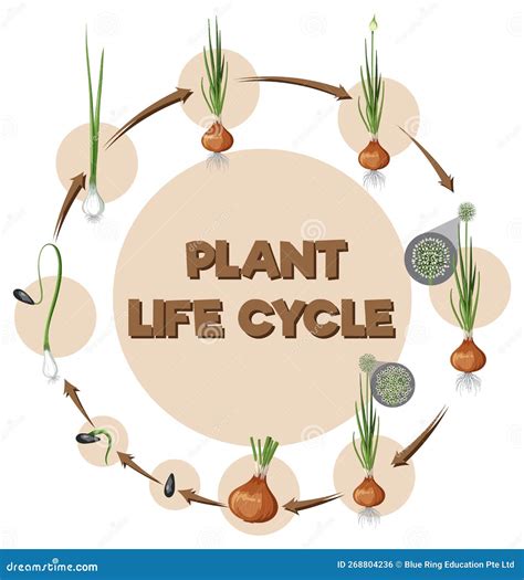 Diagramme montrant le cycle de vie bisannuel du chou