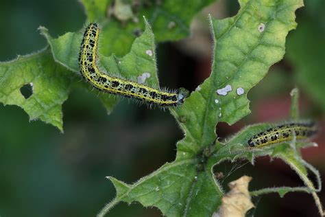 Illustration des principaux ravageurs du chou (altise, piéride, chenille)
