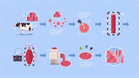 Schéma illustrant le processus de création de viande cultivée en laboratoire