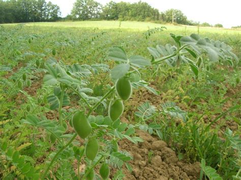 Champ de pois chiches en France