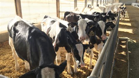 Vieux élevage de veaux de lait en pâturage