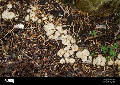Champignons de Paris poussant dans une carrière souterraine
