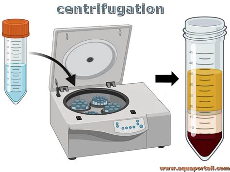 Schéma explicatif de l'effet centrifuge sur un œuf