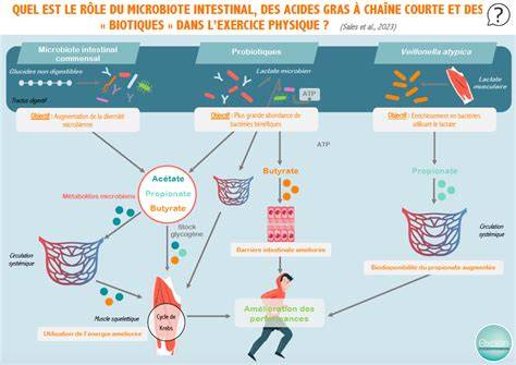 Infographie: Phases d’action des probiotiques sur le microbiote et délais typiques d’effets (2-6 semaines).