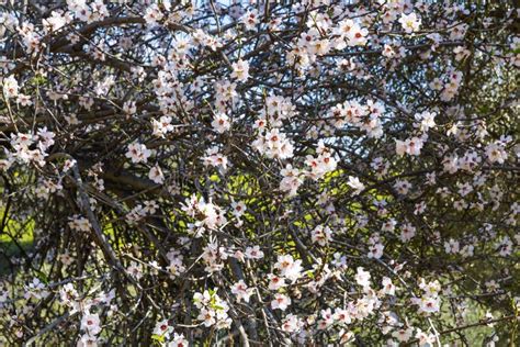 Amandier en fleurs en Sicile