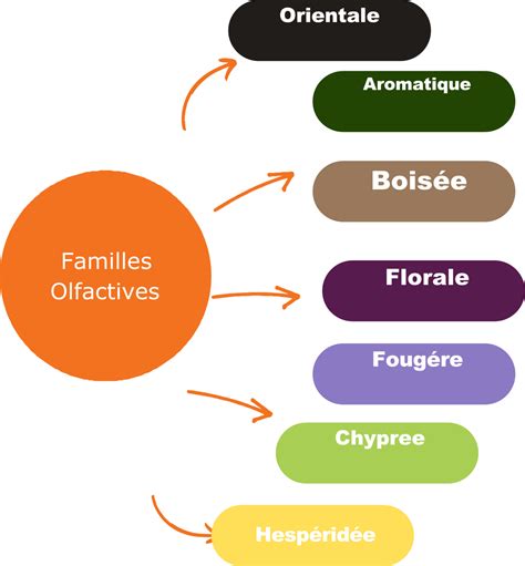 Comparaison visuelle des familles olfactives: gourmand, épicé, boisé