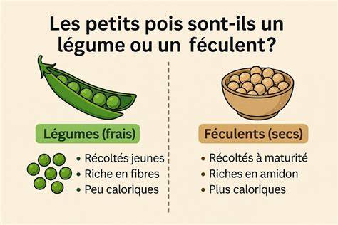 Illustration: évolution culinaire du petit pois et ses usages