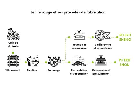 Illustration comparative des processus de fabrication du Sheng et du Shou Pu-erh
