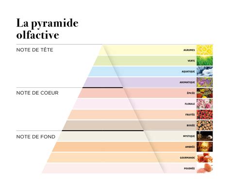 Schéma de la pyramide olfactive d'un parfum
