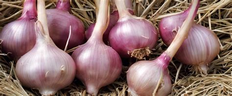 Échalotes fraîches disposées en tas