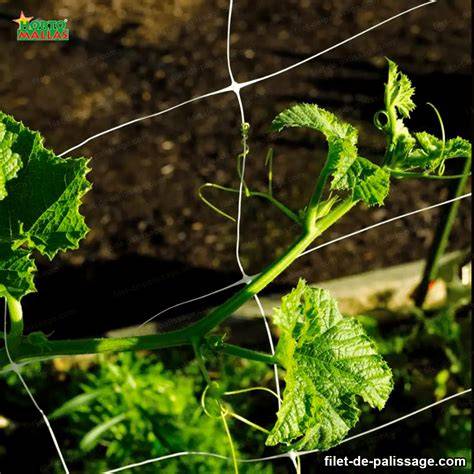 Comparatif des solutions de palissage: filet, grillage, branches