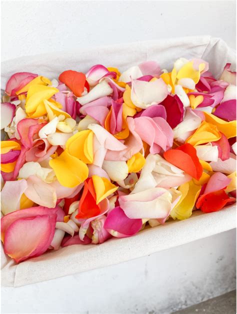 Pétales de roses fraîches et roses entières