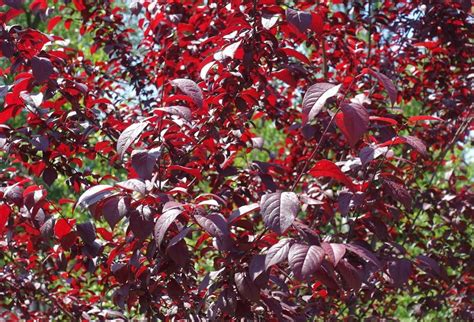 Arbuste à feuilles larges avec des fruits rouges