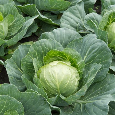 Chou blanc frais