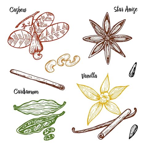 Épices (vanille, cardamome, coriandre) et mûres