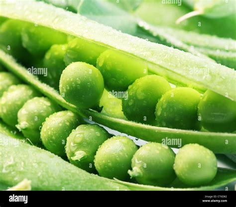 Gousses de petits pois fraîches