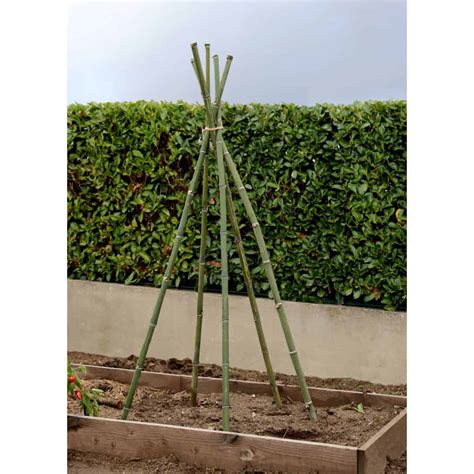 Un petit rameau en guise de tuteur pour un plant de pois
