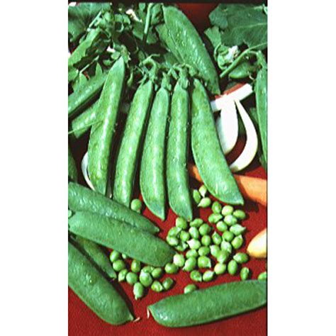 Variété de pois à grains ridés