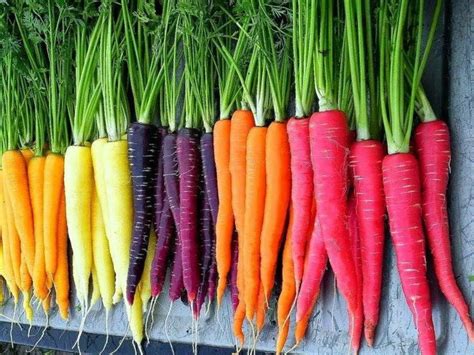 Assortiment de carottes colorées