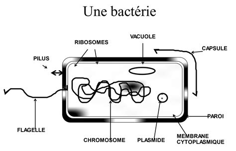 Diagramme montrant l'action du xylitol sur les bactéries buccales