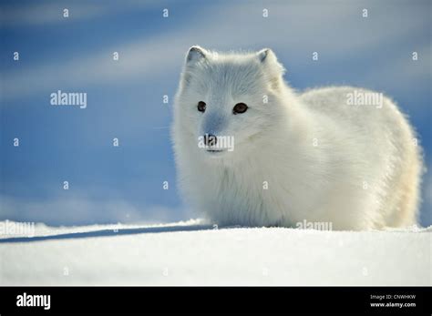 Renard polaire creusant dans la neige