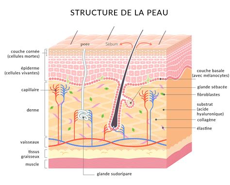 schéma action AHA sur peau