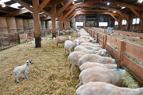 Bergerie urbaine avec chèvres et brebis