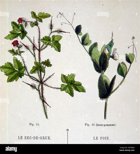 Illustration botanique d'un plant de pois