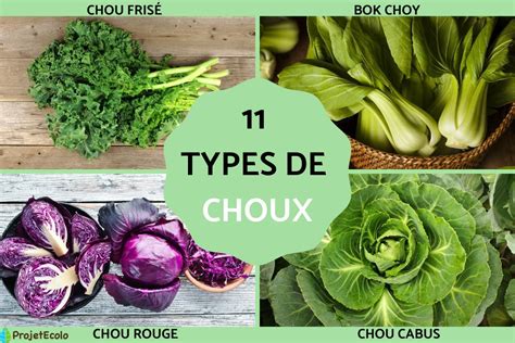 Différentes variétés de choux utilisés pour le kimchi