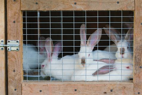 Différence entre lapin fermier et lapin de clapier