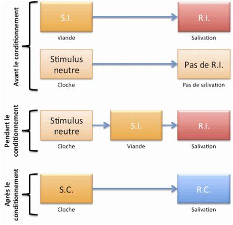 Schéma du conditionnement pavlovien: stimulus neutre, stimulus inconditionnel, stimulus conditionnel