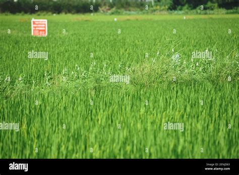Riz et amandes biologiques dans un champ