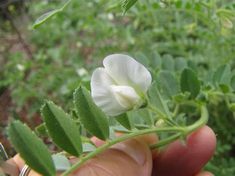 Plante de pois chiche en fleur