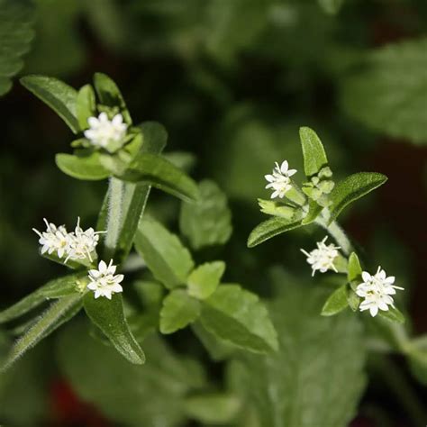 Plante de stévia