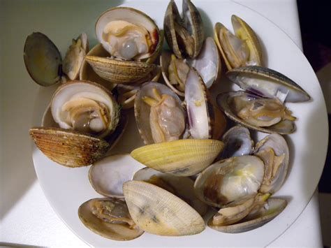 Praires fraîches dans leurs coquilles