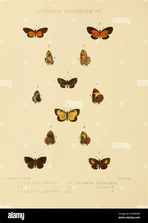 Graphe illustrant les espèces de henné et leurs teintes