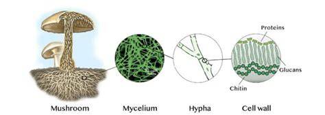 Schéma illustrant le processus de formation du mycélium et le collage des grains par Rhizopus oligosporus