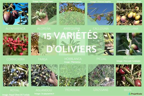 Carte des régions méditerranéennes et variétés d'olives adaptées à cette sauce