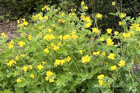 Plante de Chélidoine (Chelidonium majus)